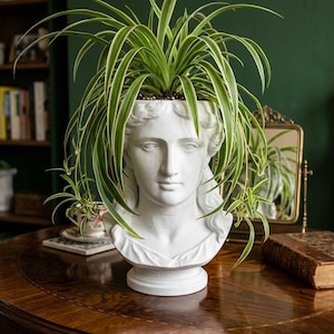 May include: A white ceramic planter shaped like a classical human head bust, featuring a smooth matte finish and a pedestal base. A vibrant green and white variegated spider plant grows from the top of the head, with long leaves cascading down.