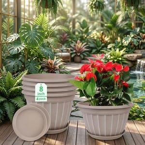 May include: A set of four beige 8-inch (20 cm) plant pots with matching saucers. The pots have vertical white stripes and are displayed with a red flowering plant in a garden setting. The tag reads "8 inch 4 pack".
