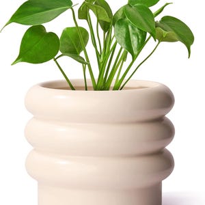 May include: A potted plant with vibrant green leaves. The plant is in a cream-colored, stacked-ring ceramic pot. The pot has a rounded shape with three distinct, horizontal bands. The plant's leaves are heart-shaped and arranged around slender green stems.