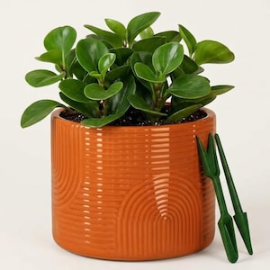 May include: A potted Peperomia plant with vibrant green leaves in a terracotta-colored ceramic pot. The pot has a textured design with curved lines. Two green gardening tools are placed next to the pot, suggesting a gardening theme.