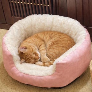 May include: An orange tabby cat asleep in a pink and cream pet bed. The bed has a soft, plush interior and a raised edge, offering a cosy and comfortable space for the cat to rest. The cat is curled up in the centre of the bed.