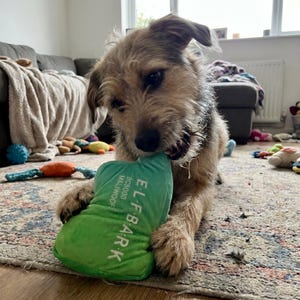 Könnte beinhalten: Ein kleiner, braun-beiger Hund beißt spielerisch auf ein grünes Hundespielzeug. Das Spielzeug ist rechteckig und trägt den weißen Schriftzug "E.L. BARK". Der Hund liegt auf einem gemusterten Teppich.
