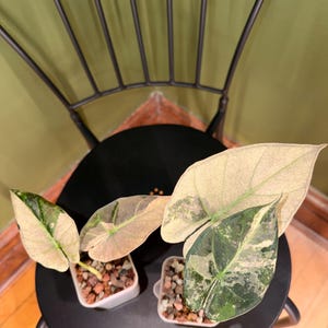 Alocasia Regal Shield Albo Variegated - Etsy