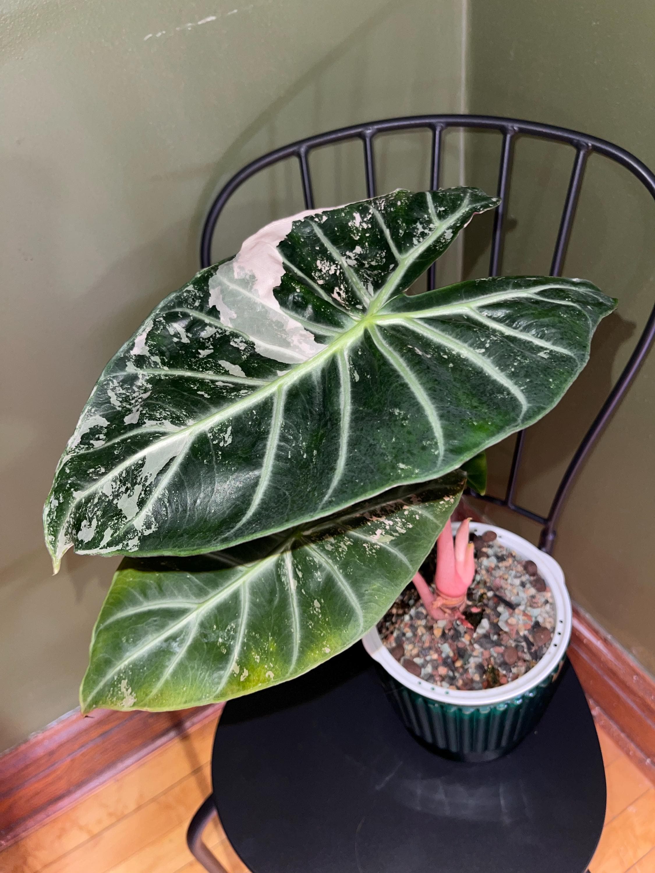 Alocasia Morocco - Etsy