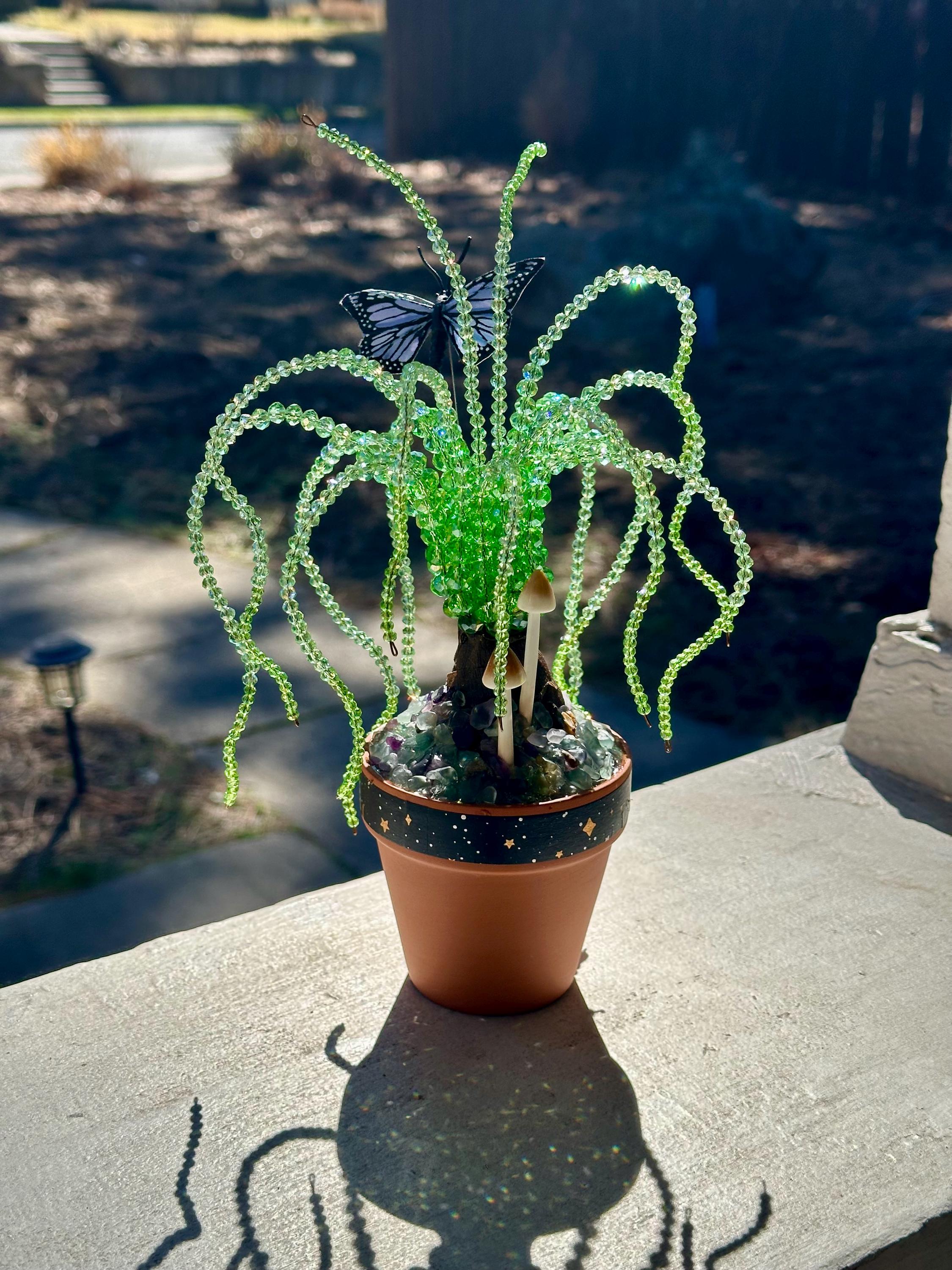 sticks on fire pencil cactus FIRE STICK EUPHORBIA 5gal main image 1