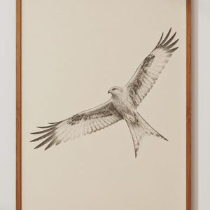 May include: A framed wall art print featuring a detailed charcoal-style pencil drawing of a red kite bird in flight. The bird is depicted with wings fully extended, showing intricate feather textures in shades of brown, grey, and white.