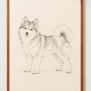 May include: A graphite pencil drawing of a fluffy dog with pointed ears and a curled tail, depicted in a standing profile view. The artwork is encased in a simple, light-toned wooden frame, set against a plain, neutral-colored background.