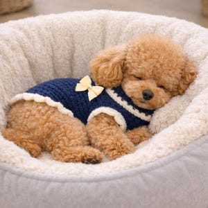 Peut inclure: Un caniche toy brun endormi portant un pull bleu marine avec un nœud jaune et une bordure blanche, reposant dans un lit pour animaux de compagnie doux, gris clair et crème. Le chien est recroquevillé et semble dormir profondément.