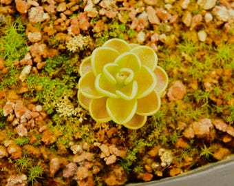 Pinguicula "Yucca Do 1713" | Rare Mexican Butterwort