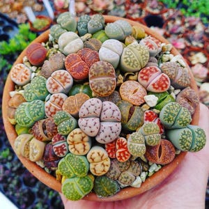20 Lithops Live Plants, Mix Colorful Lithops Succulents Plants Live, Living Stones, Large Assorted Lithop Plant Bare Root Without Pot