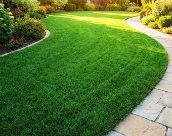 100.000 Emerald Zoysia Grass Seeds for Lawn, Zoysia Grass Lawngrass Seeds Emerald Zoysia Ornamental Grasses Seed