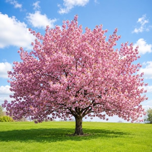 May include: A large, full-canopy cherry tree in full bloom, covered in dense clusters of vibrant pink blossoms. The tree stands centered in a bright green grassy field under a clear blue sky with scattered white clouds during the daytime.