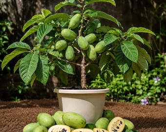 Set 5 Pawpaw Bareroots for Planting Pawpaw Tree Hardy Native Fruit Trees, 10-15 Inch Tall, No Pot, Dormant