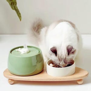 Op de afbeelding: Een kat eet uit een witte keramische kom op een houten dienblad. Daarnaast staat een groene keramische waterfontein met een wit walvisbeeldje. De kat heeft witte vacht met grijze aftekeningen.