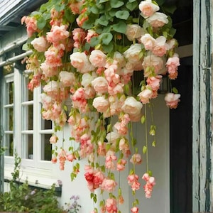 May include: A cascade of pink and white flowers with green foliage hangs from a white window frame. The flowers are a mix of light pink and white, with some blooms showing a deeper pink hue. The overall effect is a lush, cascading floral display.