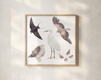 Uccelli Edo - Acquerello - Composizione quadrata (Download digitale)