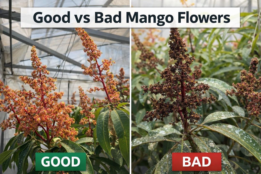 Mango Flower Failure Diagnosis Guide – Why Flowers Turn Black & No ...