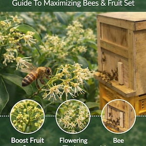 Könnte beinhalten: Eine informative Grafik zur Fruchtbestäubung. Das Bild zeigt eine Biene auf einer blühenden Pflanze, einen hölzernen Bienenstock und den Text "Fruit Pollination System" und "Guide To Maximizing Bees & Fruit Set". Zusätzlicher Text lautet "Boost Fruit Set", "Flowering Timing", "Bee Management" und "Optimize Your Pollination Process".