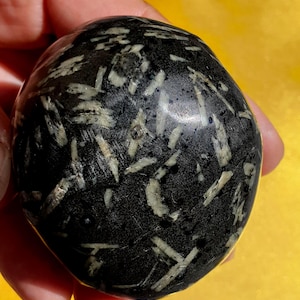 Könnte beinhalten: Ein polierter, abgerundeter Stein mit einer glatten, tiefschwarzen Oberfläche, die verstreute, längliche, cremeweiße kristalline Einschlüsse aufweist. Der Stein hat ein glänzendes Finish und ein ausgeprägtes Muster aus hellen, nadelartigen Mineralformationen, die in das dunkle Grundmaterial eingebettet sind.