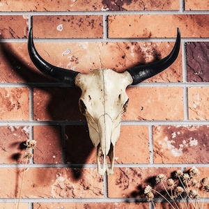 May include: A decorative bull skull with black horns, mounted on a brick wall. The skull is off-white with visible bone structure. The horns curve upwards and are painted black. The brick wall has a mix of red and brown bricks.