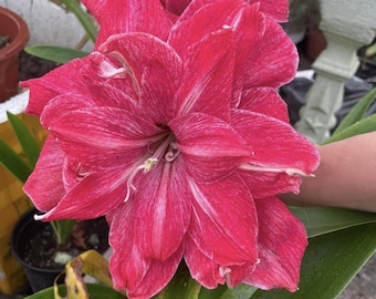 Planta de Hippeastrum rosa / Regalo para mamá / Bulbos de flor de amarilis / Flor de lirio