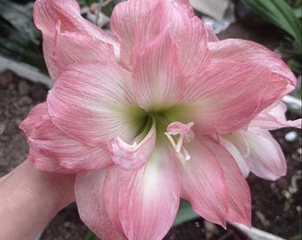 Rosa leichte Hippeastrum Pflanze | Geschenk Mama | Amaryllis Blumenzwiebeln