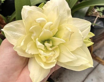 Bulbos de amarilis amarilla / Flor de lirio / Planta de hippeastrum / Regalo para mamá