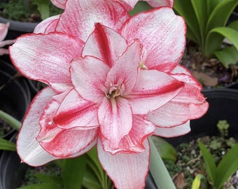 Red Pink Amaryllis Flower Bulbs | Lily Flower | Hippeastrum Plant