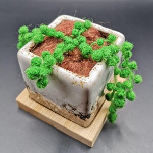 May include: A square white ceramic planter with a brown base sits on a light wood square tray. Inside the planter is a brown fibrous material and a trailing green plant made of small felted spheres that hang over the sides of the container.