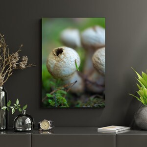 以下が含まれることがあります： キャンバスプリントのクローズアップ。白い質感のある表面のホコリタケの群生。緑色の苔と葉の背景。被写界深度が浅く、ソフトフォーカスになっています。