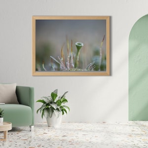 Lámina botánica de pared con estampado macro de líquenes de Pixie Cup