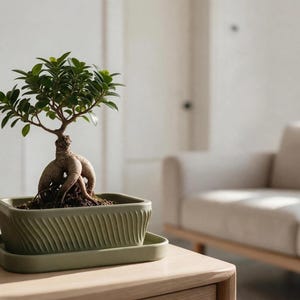 Modern Bonsai Pot with Drainage Holes and Saucer, Diagonal Ribbed Planter, Indoor Plant Pot with Tray