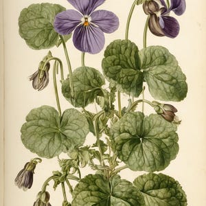 Könnte beinhalten: Botanische Illustration einer Veilchenpflanze. Das Bild zeigt eine große, offene lila Blume mit gelbem Zentrum, umgeben von grünen, herzförmigen Blättern. Mehrere geschlossene Knospen und kleinere Blüten sind ebenfalls zu sehen.