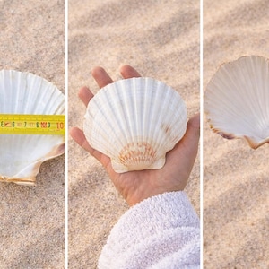 Peut inclure: Plusieurs coquilles Saint-Jacques blanches, dont une mesurée avec un mètre ruban jaune, mesurant environ 10 cm. Les coquilles ont une texture nervurée et un bord brun clair. Sur une surface sablonneuse.