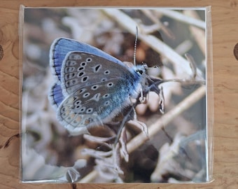 A wildlife photographers collection of British butterflies sold as blank greetings cards.