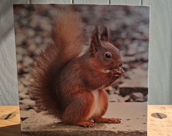 2 Red squirrel blank photographic cards.