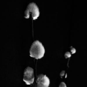 May include: Black and white photograph of several fluffy, white catkins against a dark background. The catkins are on slender stems, with a soft, textured appearance. The image is high-contrast, emphasizing the catkins' delicate details.