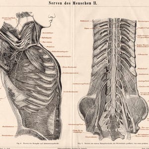 May include: Vintage anatomical illustration of the human nervous system, featuring detailed drawings of the nerves in the neck, chest, and spine. The black and white print includes labeled anatomical structures, offering a glimpse into historical medical art.