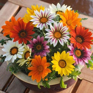 Puede incluir: Un vibrante arreglo de coloridas flores de gazania en una maceta de cerámica marrón. Las flores muestran una variedad de colores, incluyendo amarillo, naranja, rojo, blanco y morado, con centros marrón oscuro. Las hojas verdes proporcionan un telón de fondo contrastante.