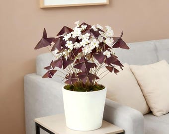 Oxalis Triangularis Bulbs – Purple Shamrock Plant