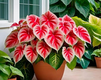 Crimson Sky Caladium Blumenzwiebeln - Elephant Ear Shade Pflanzen