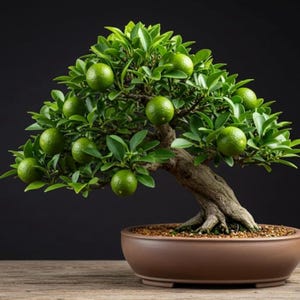 Op de afbeelding: Een bonsai boom met groene bladeren en verschillende groene limoenen. De boom staat in een bruine keramische pot, tegen een donkere achtergrond. De stam van de boom is bruin en getextureerd, met zichtbare wortels. De bonsai staat op een houten oppervlak.