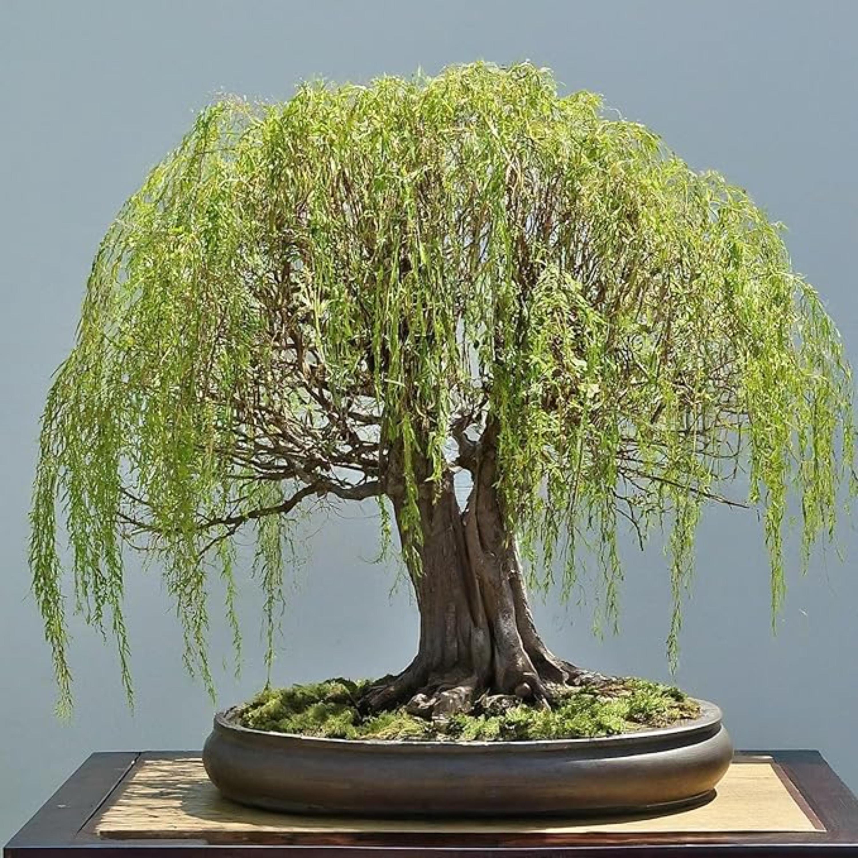 Fast growing bonsai - Etsy.de