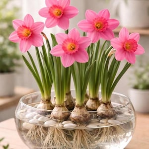 Puede incluir: Un cuenco de vidrio transparente muestra narcisos rosas con centros amarillos. Las flores, con sus tallos verdes y bulbos, están en agua con pequeñas piedras blancas. El fondo está borroso, sugiriendo un entorno natural.