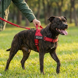 May include: A brindle dog wearing a red nylon harness with a black rectangular patch featuring the white text BEAR. The harness includes a top handle and is attached to a red bungee-style lead with a metal clip, showing reflective stitching.
