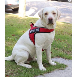 Könnte beinhalten: Ein weißer Labrador Retriever trägt ein leuchtend rotes Hundegeschirr mit schwarzem Rand. Das Geschirr hat einen rechteckigen schwarzen Aufnäher an der Seite mit dem weißen Text SERVICE DOG in Großbuchstaben und einen D-Ring aus Metall.
