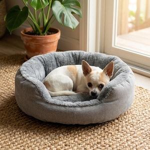 Peut inclure: Un petit chien blanc et beige se repose dans un lit pour chien gris et moelleux. Le lit est rond et possède un intérieur doux et duveteux. Une plante en pot est en arrière-plan près d'une fenêtre, sur un tapis tressé.