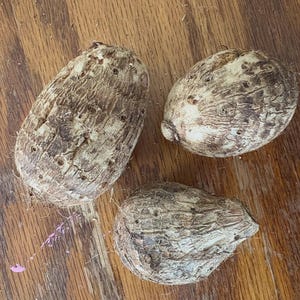Puede incluir: Tres ra&iacute;ces de taro con piel marr&oacute;n rugosa y texturizada, expuestas sobre una superficie de madera. Las ra&iacute;ces var&iacute;an en forma, con una alargada y dos m&aacute;s redondeadas. La veta de la madera proporciona un fondo c&aacute;lido y natural.