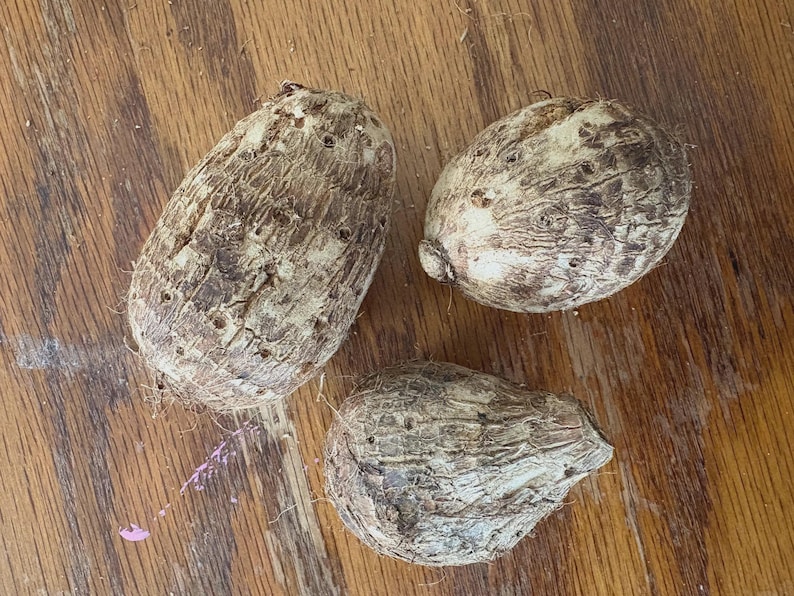 Puede incluir: Tres ra&iacute;ces de taro con piel marr&oacute;n rugosa y texturizada, expuestas sobre una superficie de madera. Las ra&iacute;ces var&iacute;an en forma, con una alargada y dos m&aacute;s redondeadas. La veta de la madera proporciona un fondo c&aacute;lido y natural.