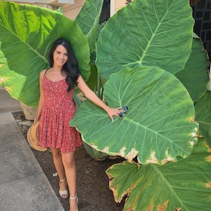 May include: A woman in a red floral print dress stands next to large green leaves. She holds a straw hat and sunglasses. The leaves are a vibrant green color, and the dress has a small floral pattern. The scene is outdoors.